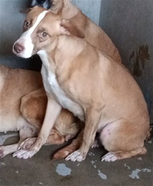 GINGER - Pit Bull Terrier available for adoption