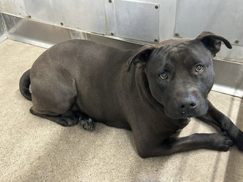 HARPER - Pit Bull Terrier available for adoption