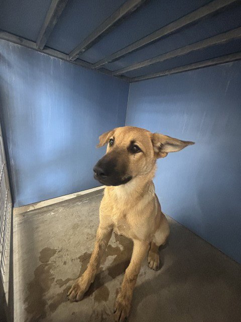 JUDY - German Shepherd Dog available for adoption