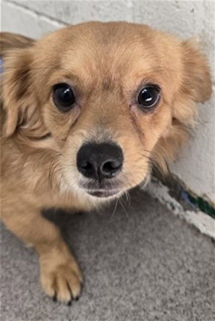 BLAKE - Chihuahua available for adoption