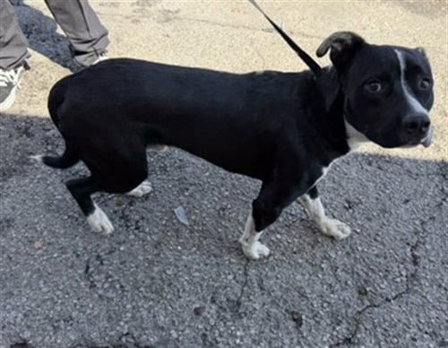 SPENCER - Pit Bull Terrier available for adoption