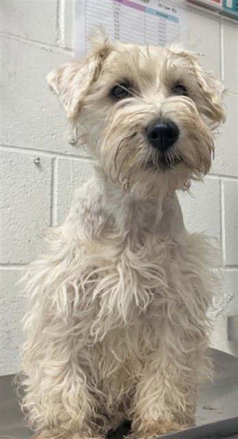 VINNIE - Miniature Schnauzer available for adoption