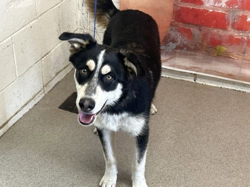 DALTON - Australian Shepherd available for adoption