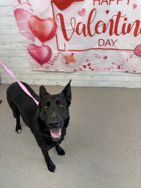 ALLIE - German Shepherd Dog available for adoption