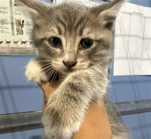 BOO - Domestic Short Hair available for adoption