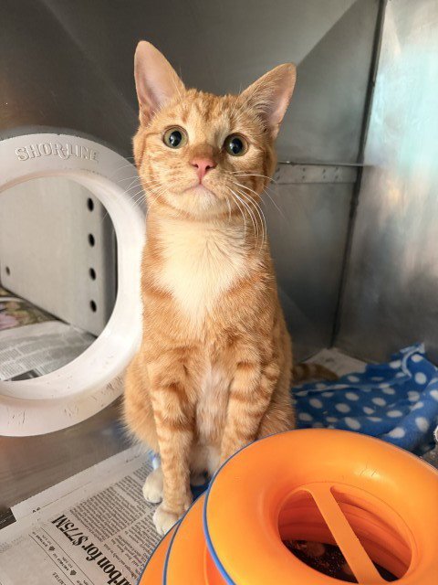 BEBE - Domestic Short Hair available for adoption