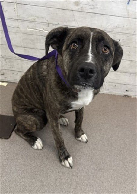 AALYIAH - Boxer available for adoption