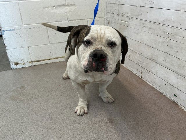 BAXTER - American Bulldog / Pit Bull Terrier available for adoption