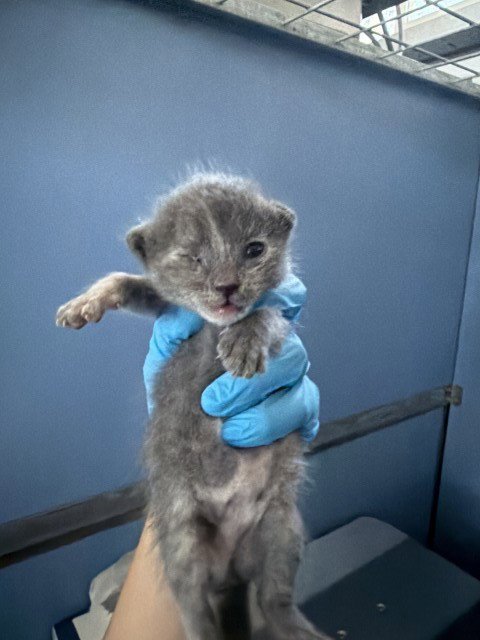 PRINCESS BUBBLEGUM - Domestic Short Hair available for adoption