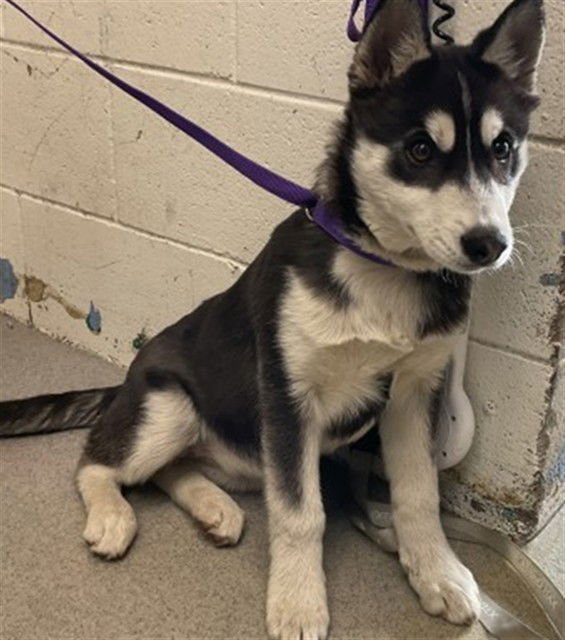 NAOMI - Siberian Husky available for adoption