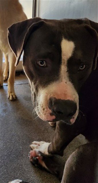 MAXIMUS - Pit Bull Terrier available for adoption