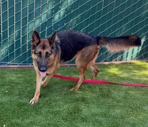 FLOWER - German Shepherd Dog available for adoption