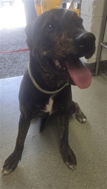 CAROLINA - Pit Bull Terrier available for adoption