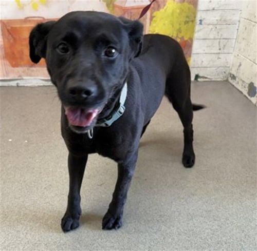 MULAN - Labrador Retriever available for adoption