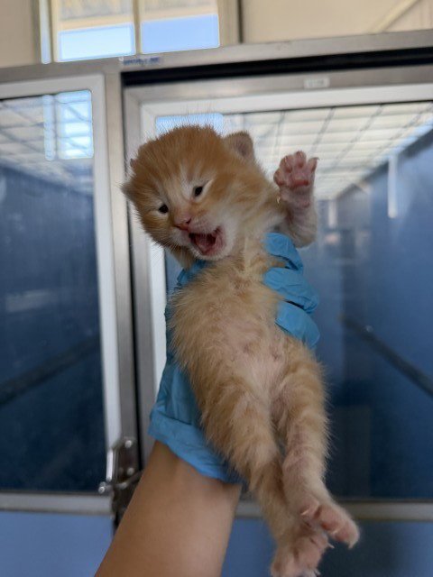 BOBBI - Domestic Short Hair available for adoption