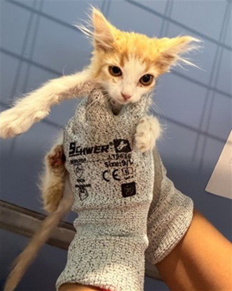 JUDE - Domestic Short Hair available for adoption