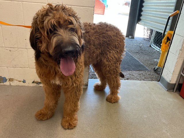 KREAM HOLLIDAY - Shetland Sheepdog Sheltie available for adoption