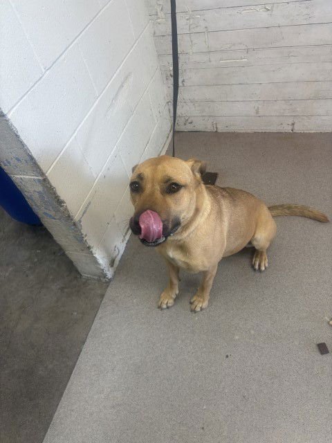 COLE - Pit Bull Terrier available for adoption