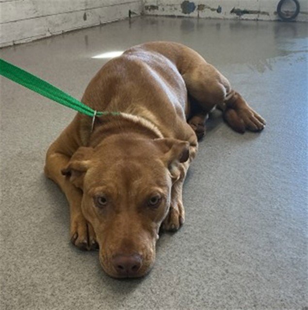 BOWZER - Pit Bull Terrier available for adoption