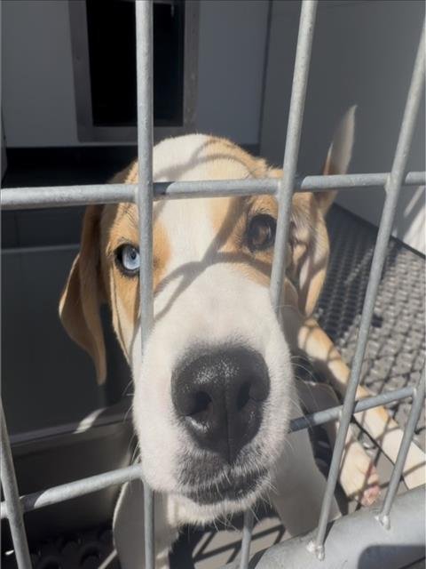 SYLAR - Labrador Retriever available for adoption