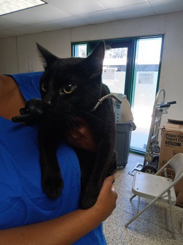 A593001 - Domestic Short Hair available for adoption