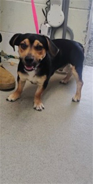 OPIE - Chihuahua available for adoption