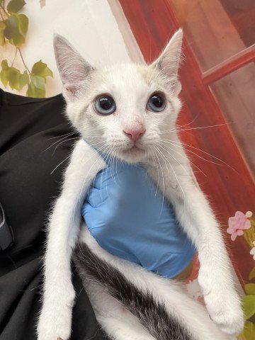 MARIE Image
