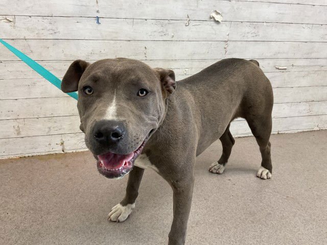 MOUSE - Pit Bull Terrier available for adoption