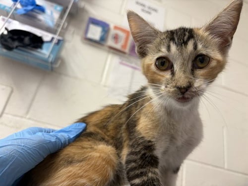 LADY - Domestic Short Hair available for adoption