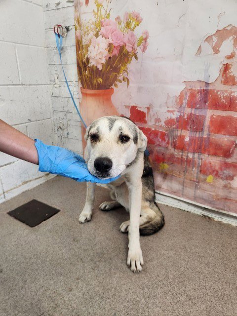 DEAN - German Shepherd Dog available for adoption