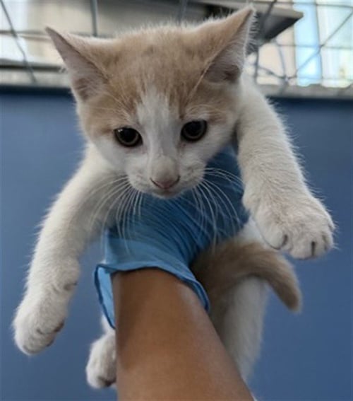 DIEGO - Domestic Short Hair available for adoption