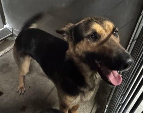 SOLO - German Shepherd Dog available for adoption