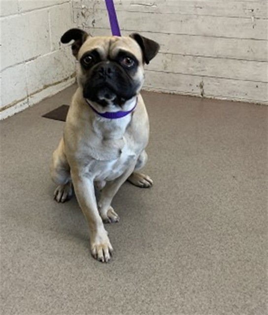 CHEWY - Pug available for adoption
