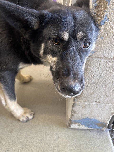 SHYLOH - German Shepherd Dog available for adoption