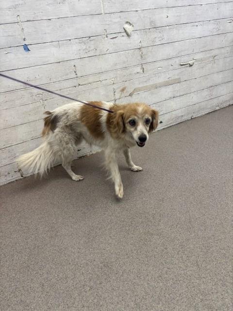 NOVA - Papillon available for adoption