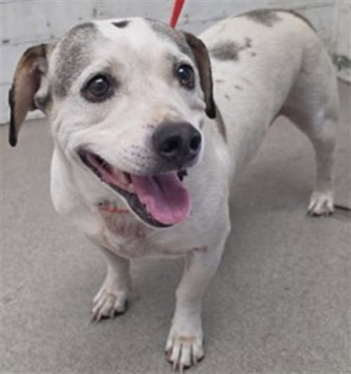 BOWIE - Beagle available for adoption