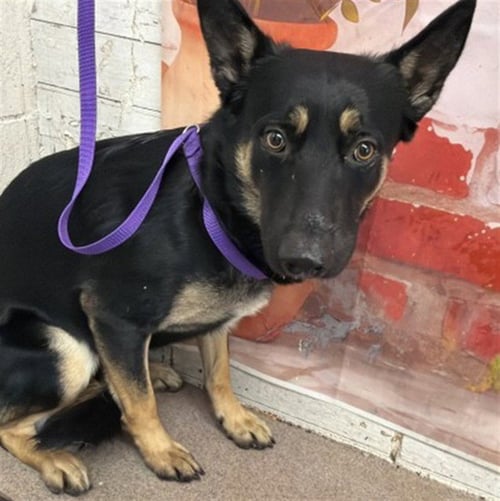 ROBIN - German Shepherd Dog available for adoption