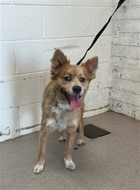 MORTY - Cardigan Welsh Corgi available for adoption