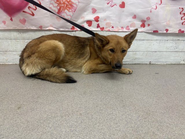 GINGER - German Shepherd Dog available for adoption