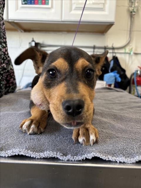 RIDER - German Shepherd Dog available for adoption