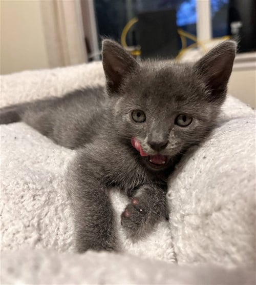 AMANITA - Domestic Short Hair available for adoption