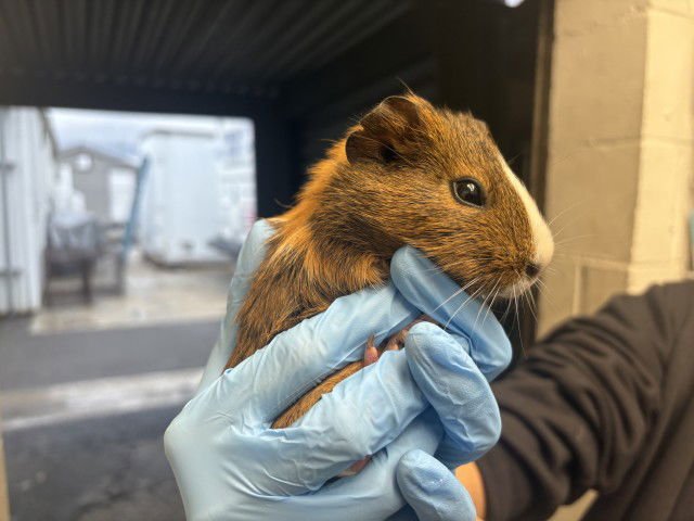 PEANUT - Guinea Pig available for adoption