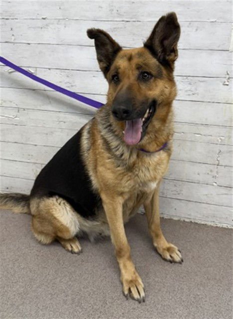 RUBY - German Shepherd Dog available for adoption