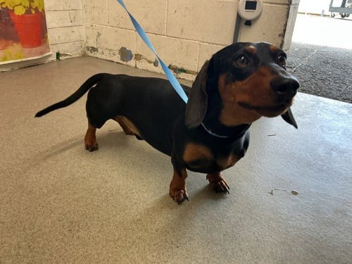 ELLIOTT - Dachshund available for adoption