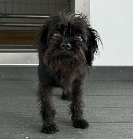 ROSITA - Terrier available for adoption
