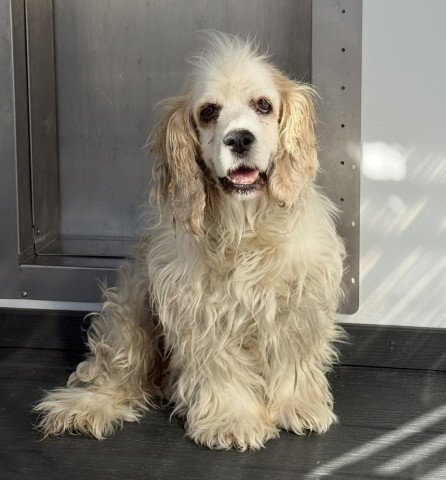 LADY BUTTERCUP - English Cocker Spaniel available for adoption