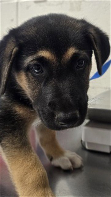 CIDER - German Shepherd Dog available for adoption