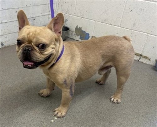 ZAYN - French Bulldog available for adoption