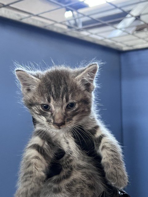MILES - Domestic Short Hair available for adoption