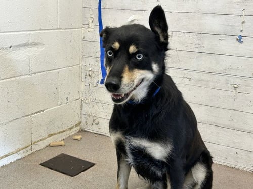 MEADOW - German Shepherd Dog / Siberian Husky available for adoption